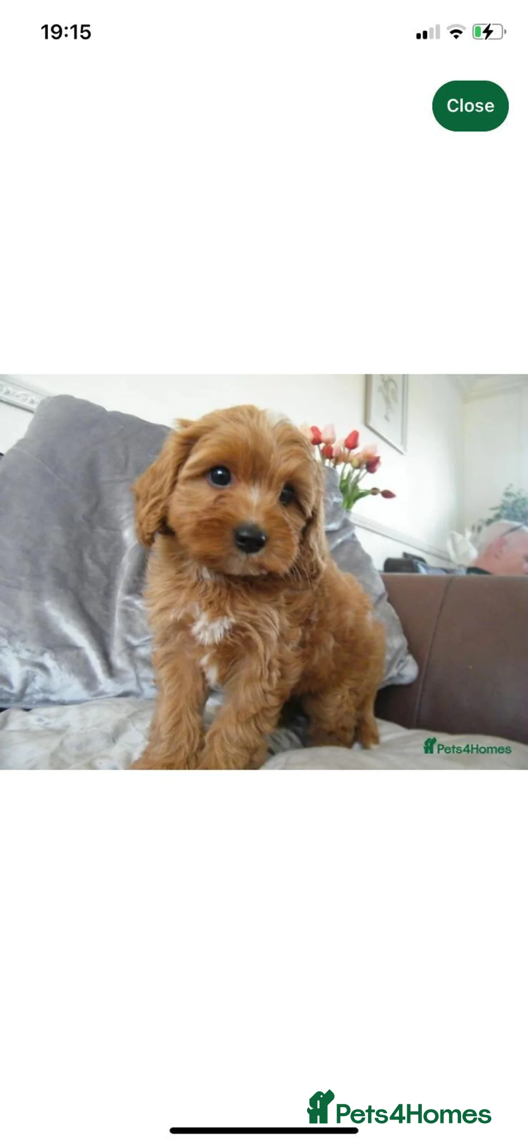 Cavapoo dogs for sale: Outstanding F1 cavapoos health tested parents in Warrington - Advert 2