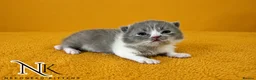 British Shorthair cats for sale: Exceptional GCCF REGISTERED BSH KITTENS - Advert 14