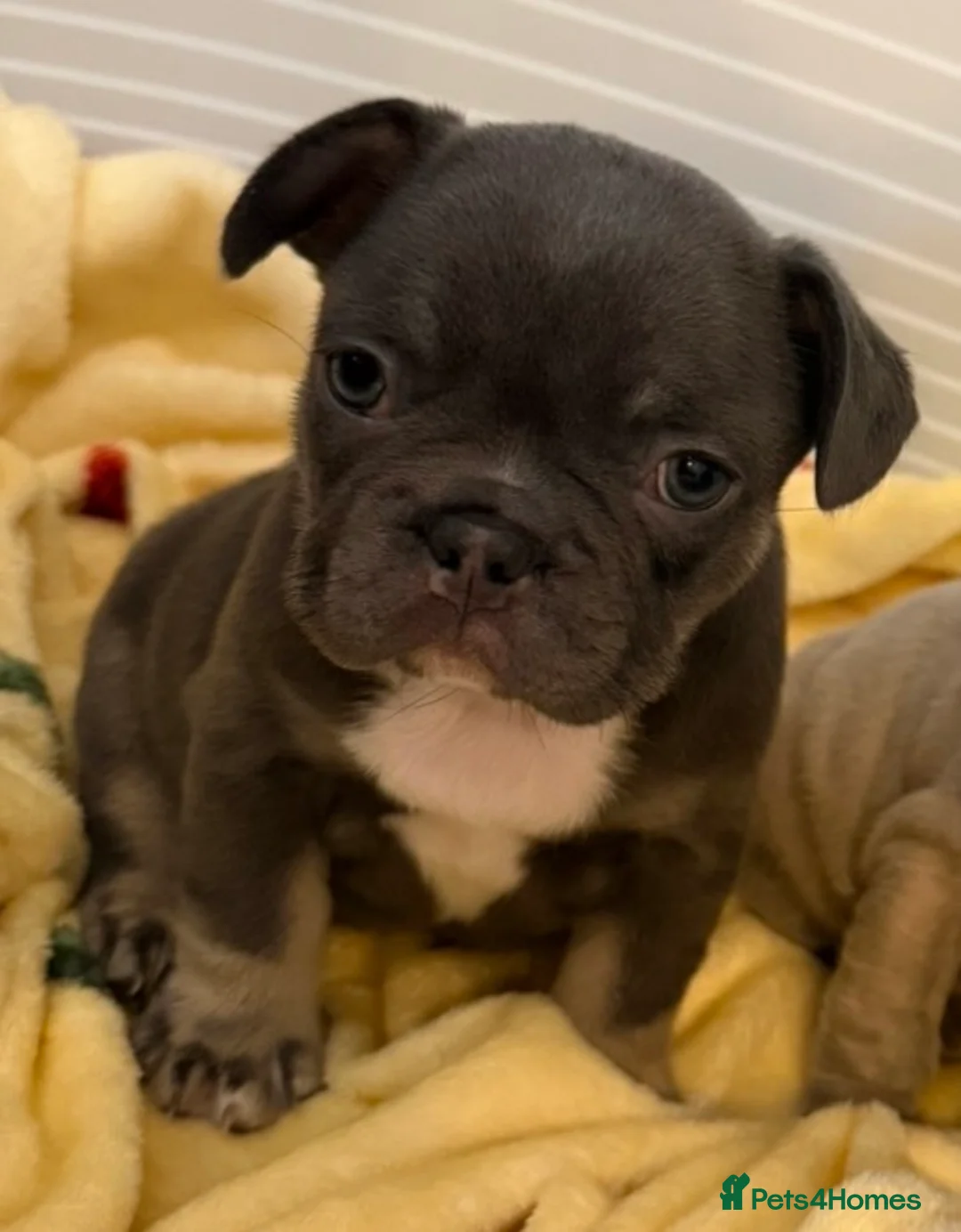 French Bulldog dogs for sale: Quality French Bulldog Puppies – Boys & Girls - Advert 3