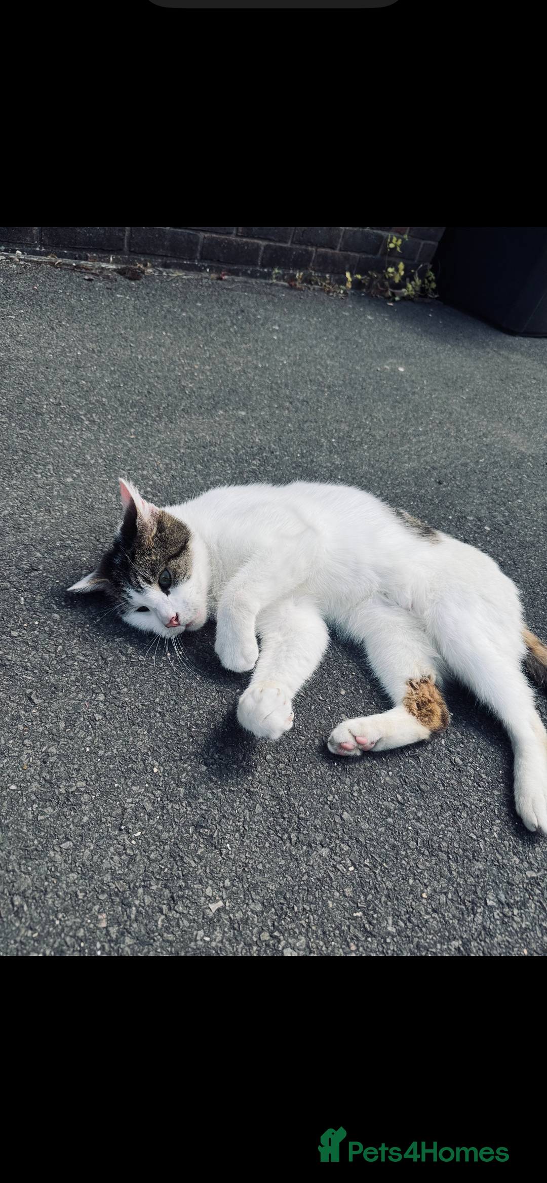 Mixed Breed cats for sale: Rebel - Advert 5