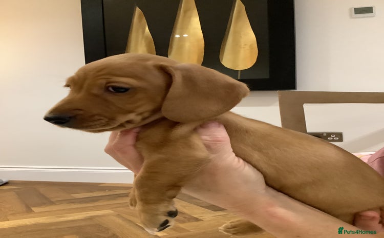 Miniature Dachshund dogs - Advert 2