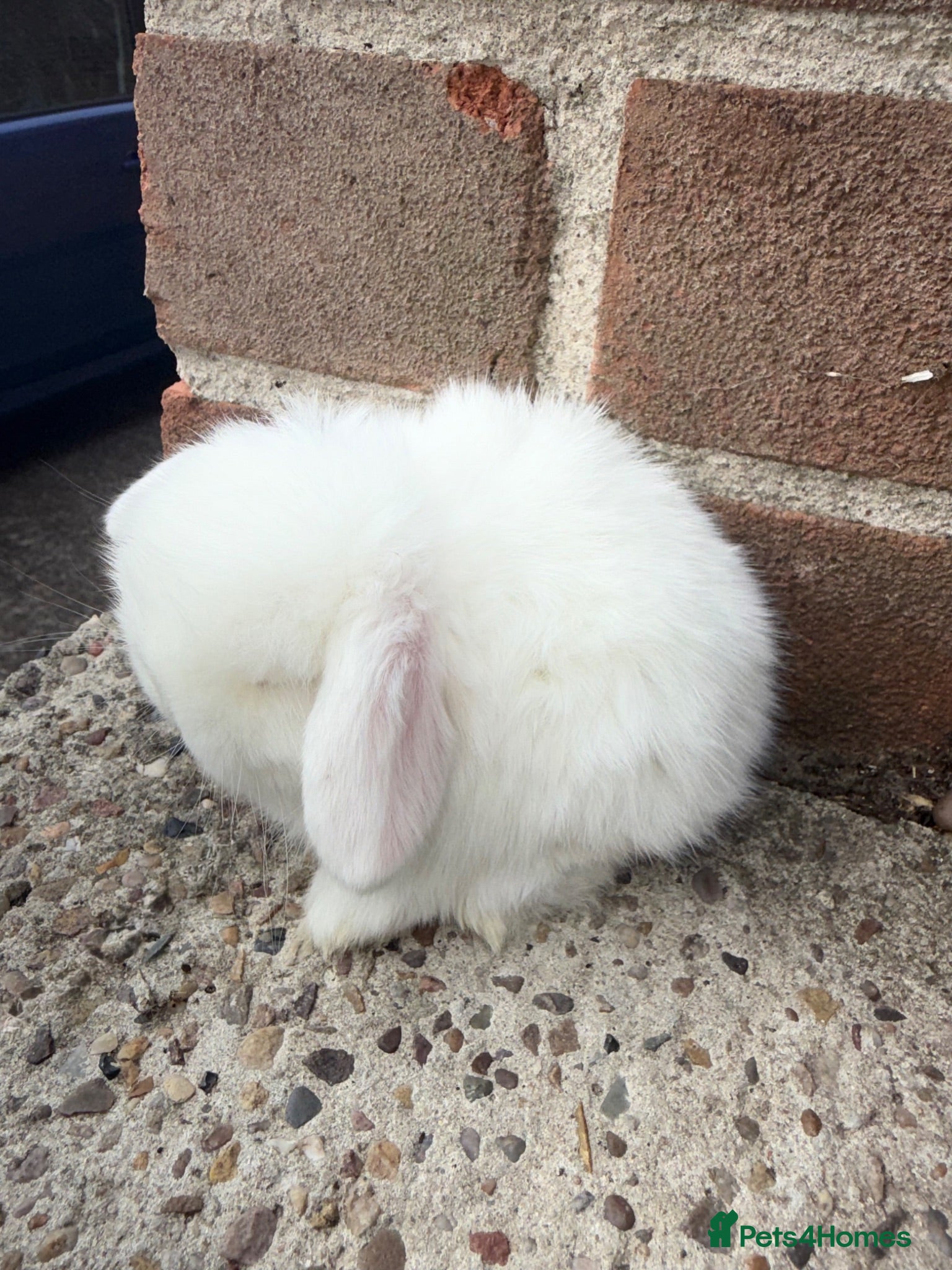 Mini Lop rabbits Exceptional BRC babies - Advert 13