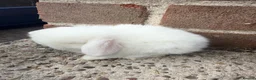 Mini Lop rabbits for sale: Exceptional BRC babies - Advert 1