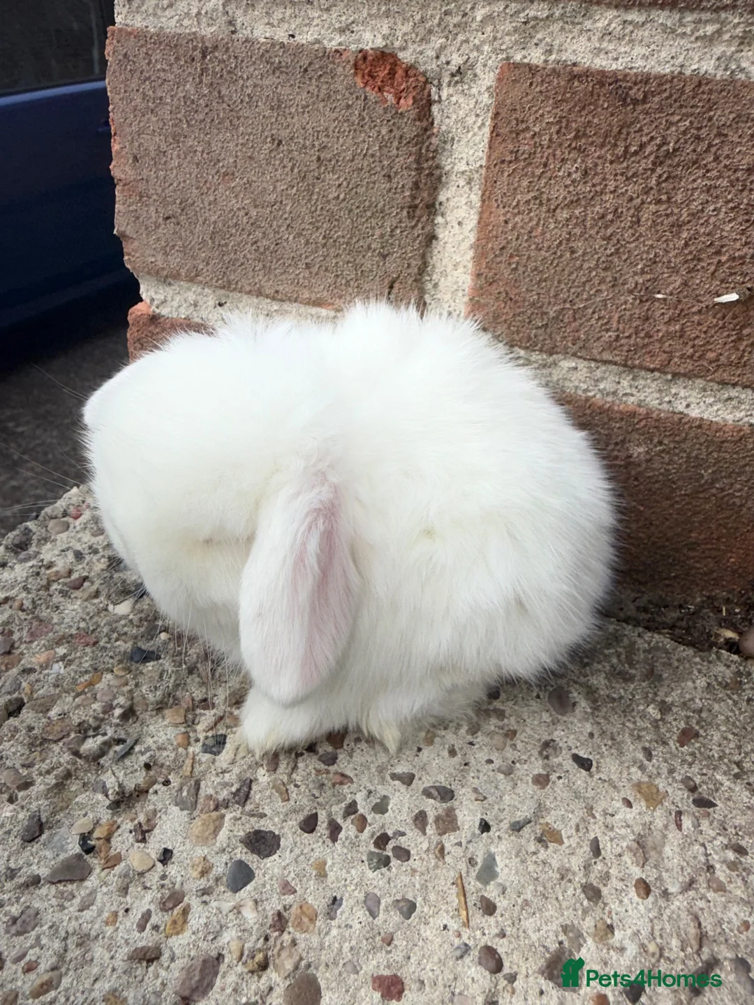 Mini Lop rabbits for sale: Exceptional BRC babies - Advert 1