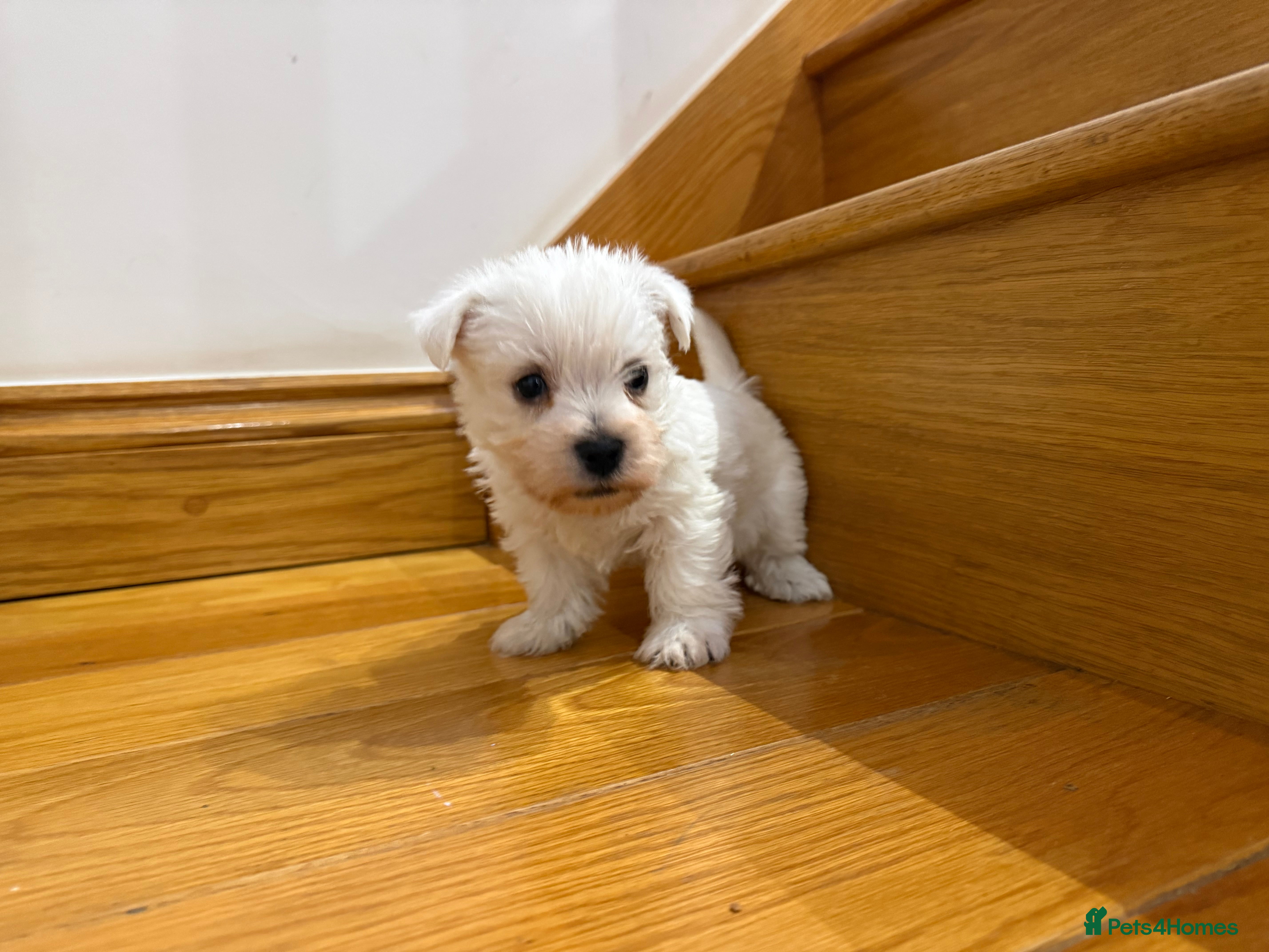 West Highland Terrier dogs READY NOW KC REGISTERED Boys - Advert 6
