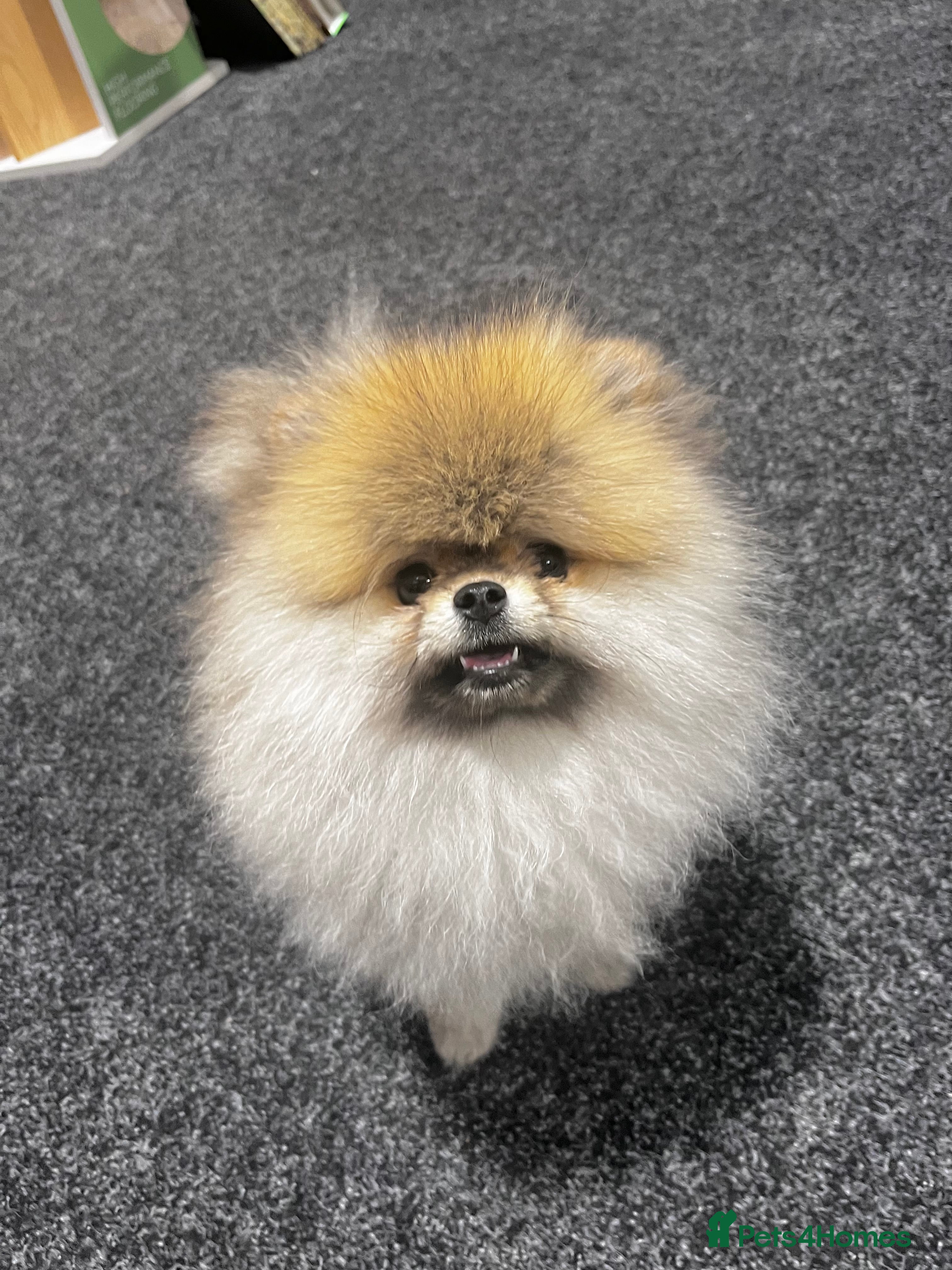 Pomeranian dogs Teddy bear Pom  - Advert 4