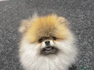 Pomeranian dogs Teddy bear Pom - Advert 4