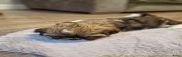 Shih Tzu dogs for sale: Shih tzu puppys  - Advert 14