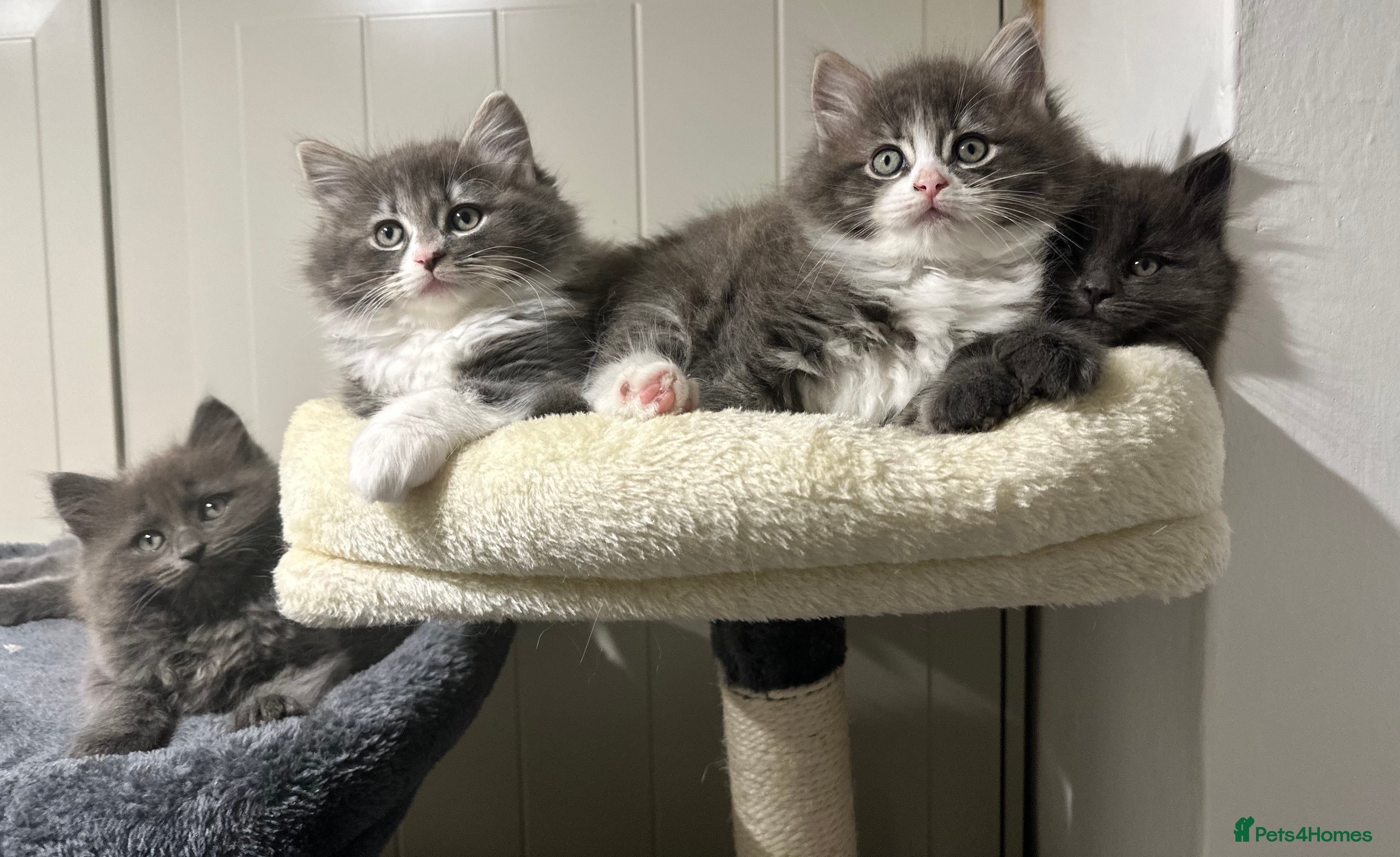 Norwegian Forest Cat cats 7 Exceptionally beautiful Norwegian Forest kittens - Advert 8