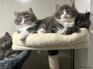 Norwegian Forest Cat cats 7 Exceptionally beautiful Norwegian Forest kittens - Advert 1