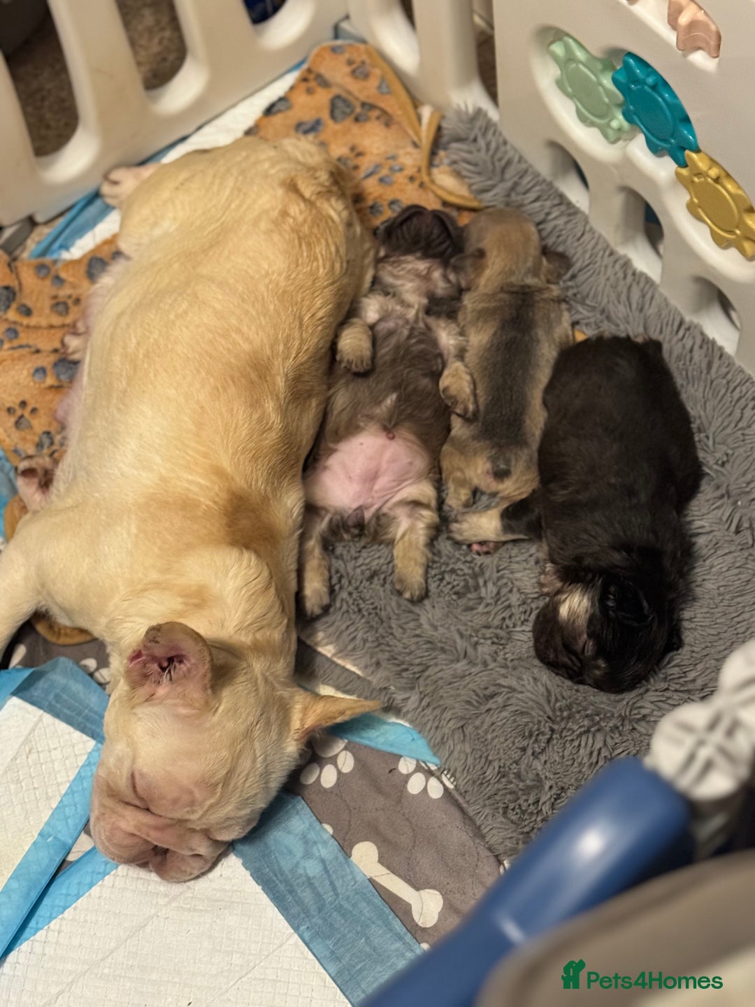 French Bulldog dogs for sale: 🩷🏡 Adorable fluffy French Bulldogs - Advert 2