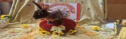 Rex rabbits for sale: Adult Mini Rex - Advert 6