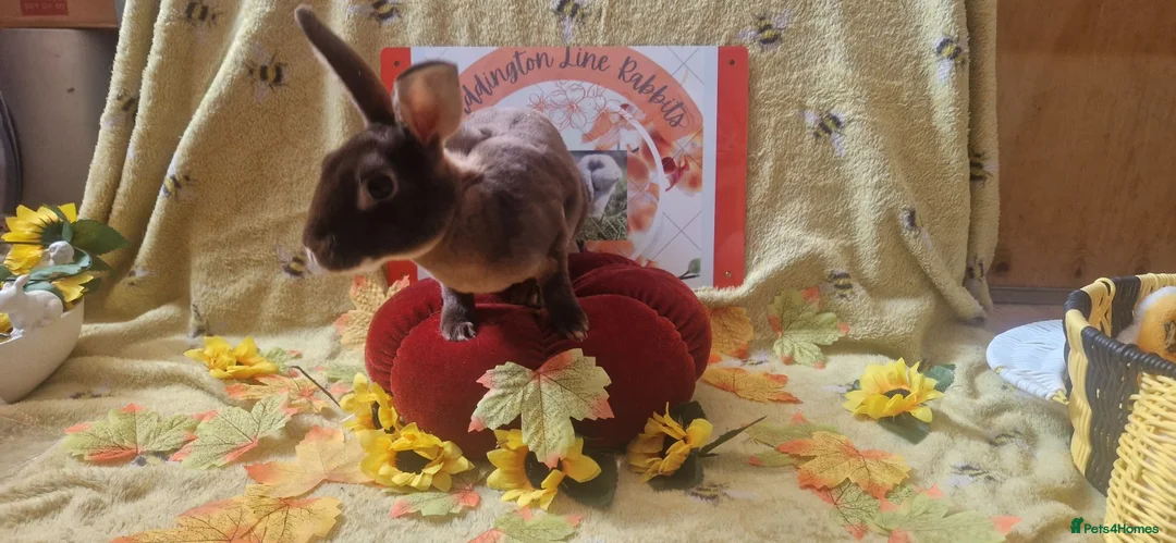 Rex rabbits for sale: Adult Mini Rex - Advert 6