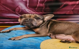 French Bulldog dogs for sale: French bulldog puppies - Advert 2