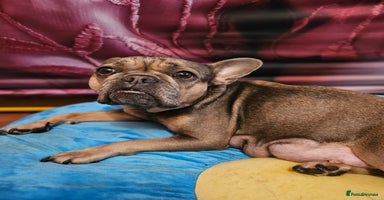 French Bulldog dogs French bulldog puppies - Advert 14