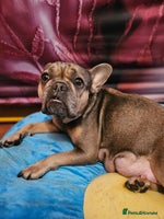 French Bulldog dogs French bulldog puppies - Advert 2