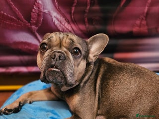 French Bulldog dogs French bulldog puppies - Advert 1