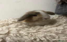 Mini Lop rabbits for sale: READY NOW BOYS - Image 2
