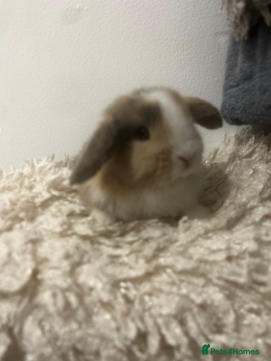 Mini Lop rabbits for sale: READY NOW BOYS - Image 2