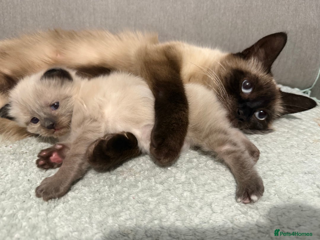 Ragdoll cats for sale: Boy Ragdoll !!reserved!! - Image 5