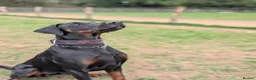 Dobermann dogs for sale: WAITLIST 2026 CEZARBLUE KC LICENSED BREEDER ⭐️ - Advert 10