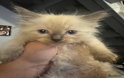 Ragdoll cats for sale: 8 week old ragdoll kittens ready to go now  - Image 2