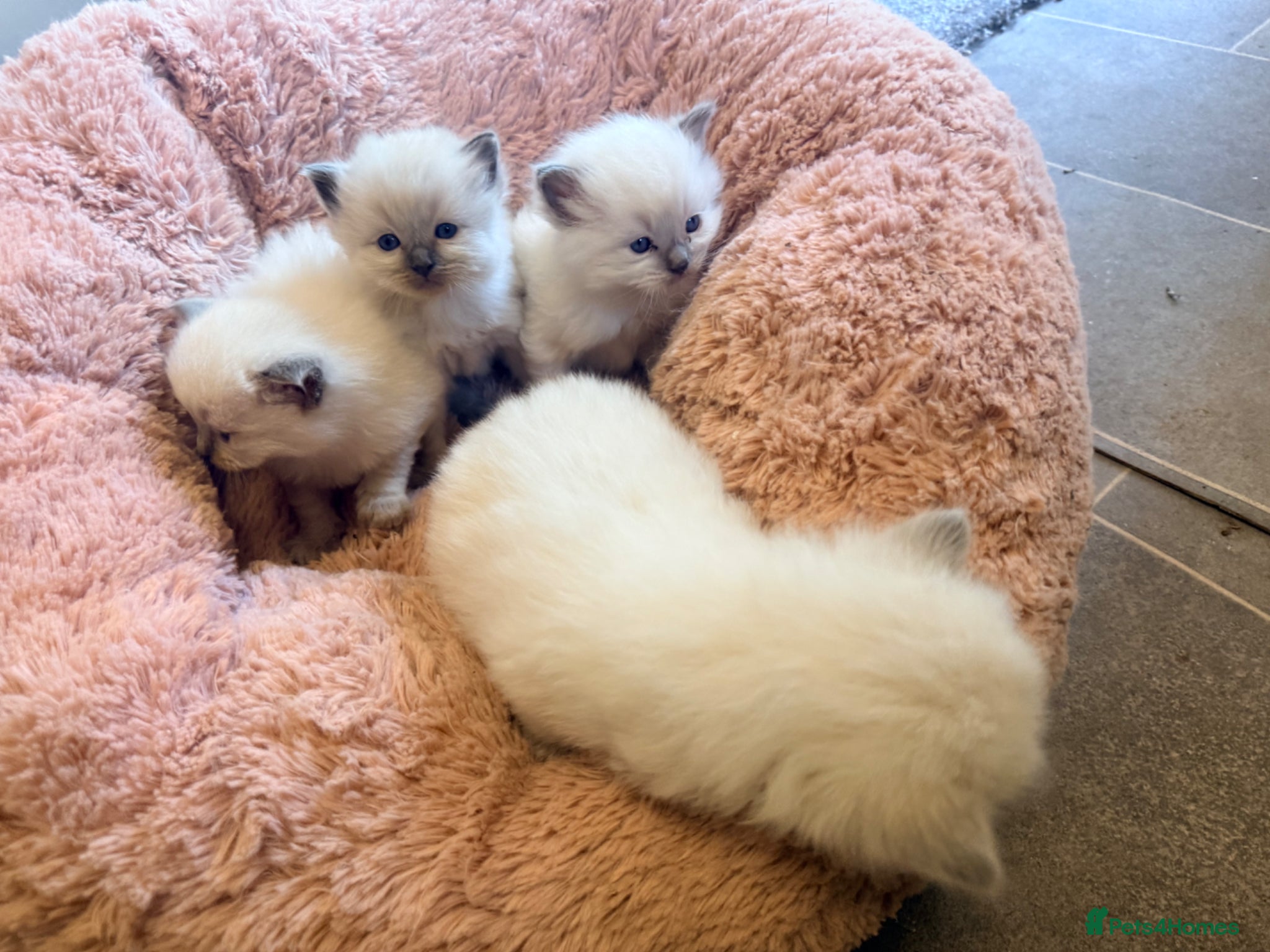Ragdoll cats Stunning Bluepoint kittens for Sale  - Advert 2