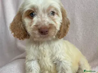 Cockapoo dogs Cockapoo puppies - Advert 2