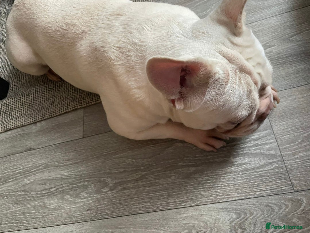 French Bulldog dogs for sale: Platinum Male French bulldog 22 months  - Image 17