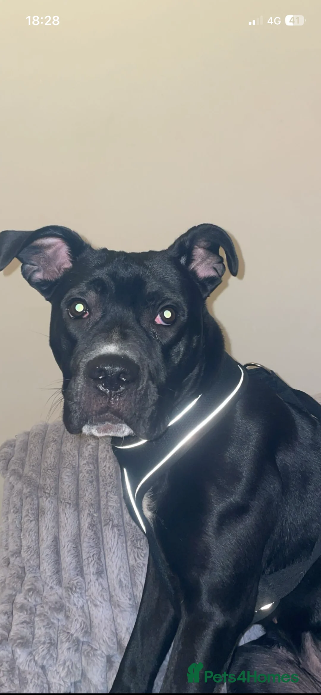 Mixed Breed dogs for sale: Staffie X Cane Corso in Oswestry - Advert 3