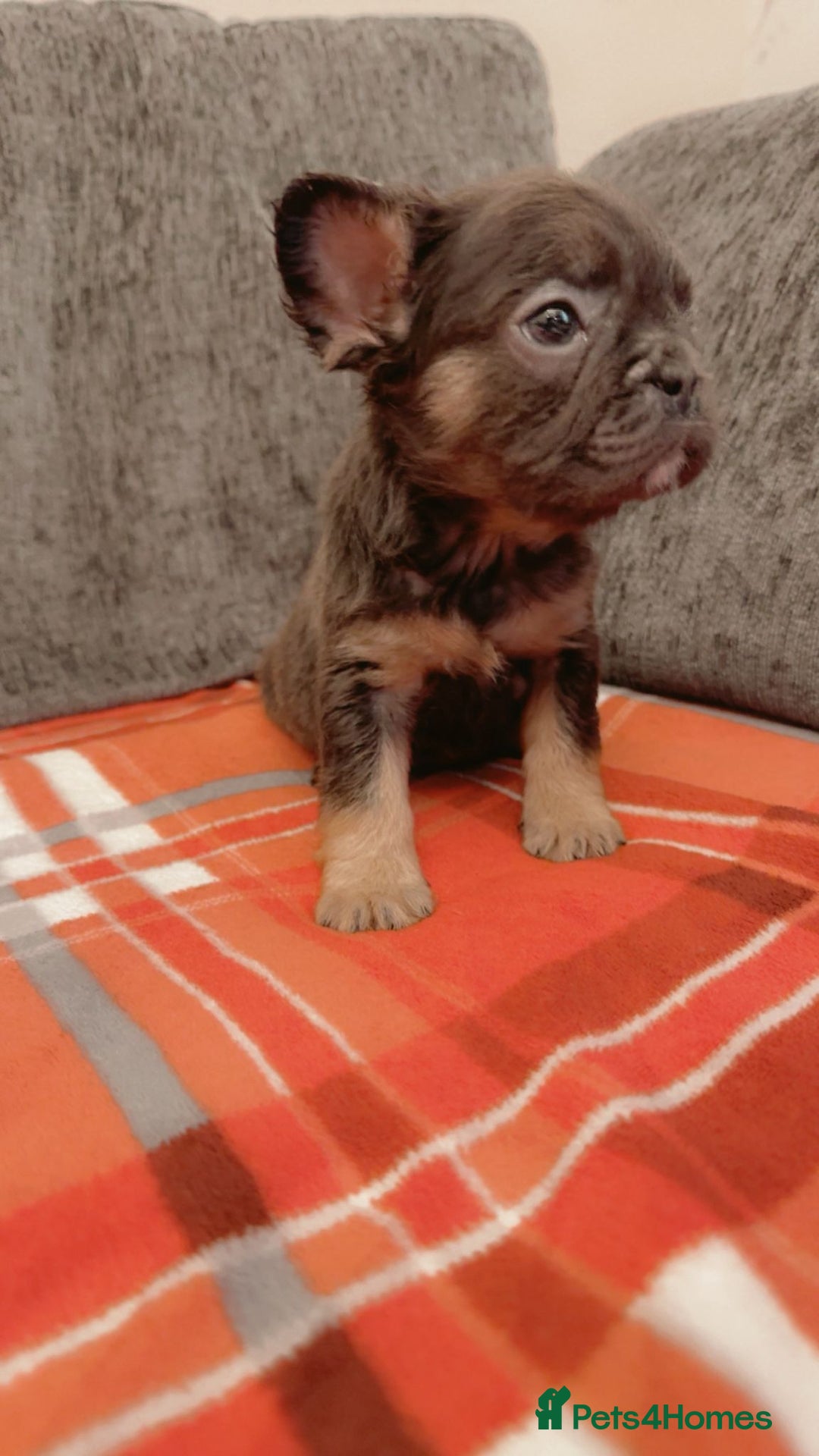 French Bulldog dogs for sale: Full fluffy French bulldogs Pink  - Advert 18