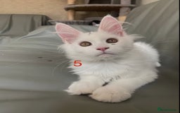 Maine Coon cats for sale: TICA Russian Maine Coons - Image 8