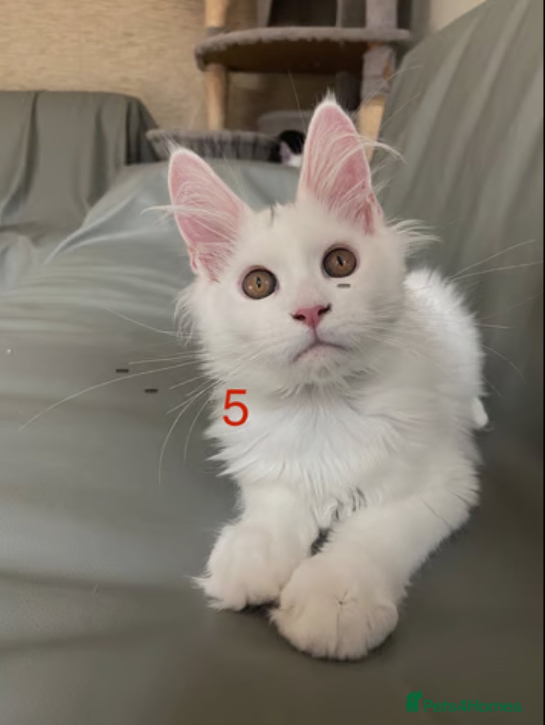 Maine Coon cats for sale: TICA Russian Maine Coons - Image 8