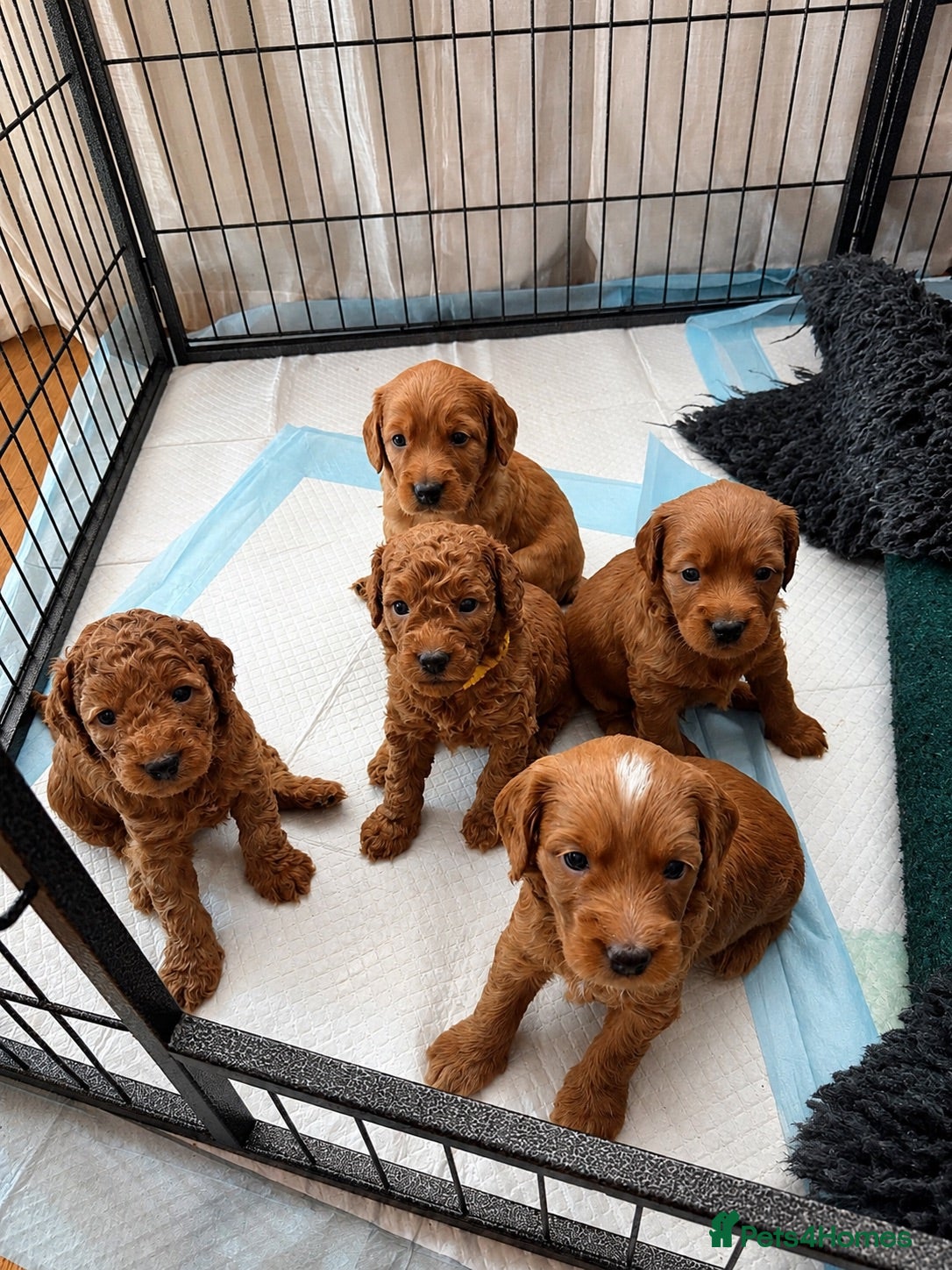 Cockapoo dogs Beautiful Red F2 Cockapoo Puppies - Advert 1