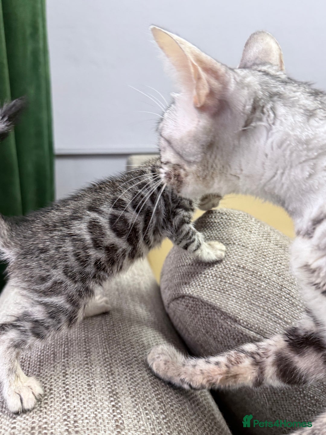 Bengal cats for sale: kittens - Advert 15