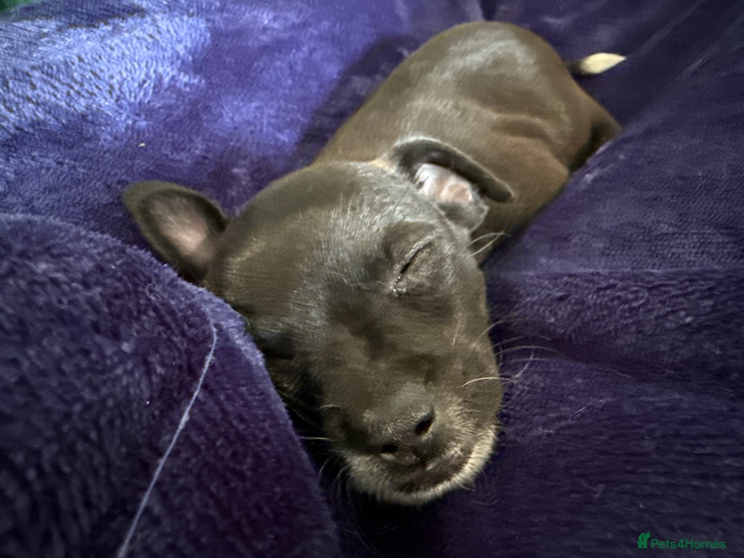 Chihuahua dogs for sale: Chihuahua X Puppies - Image 19