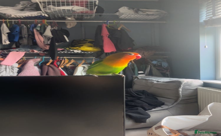 Lovebirds birds - Advert 1