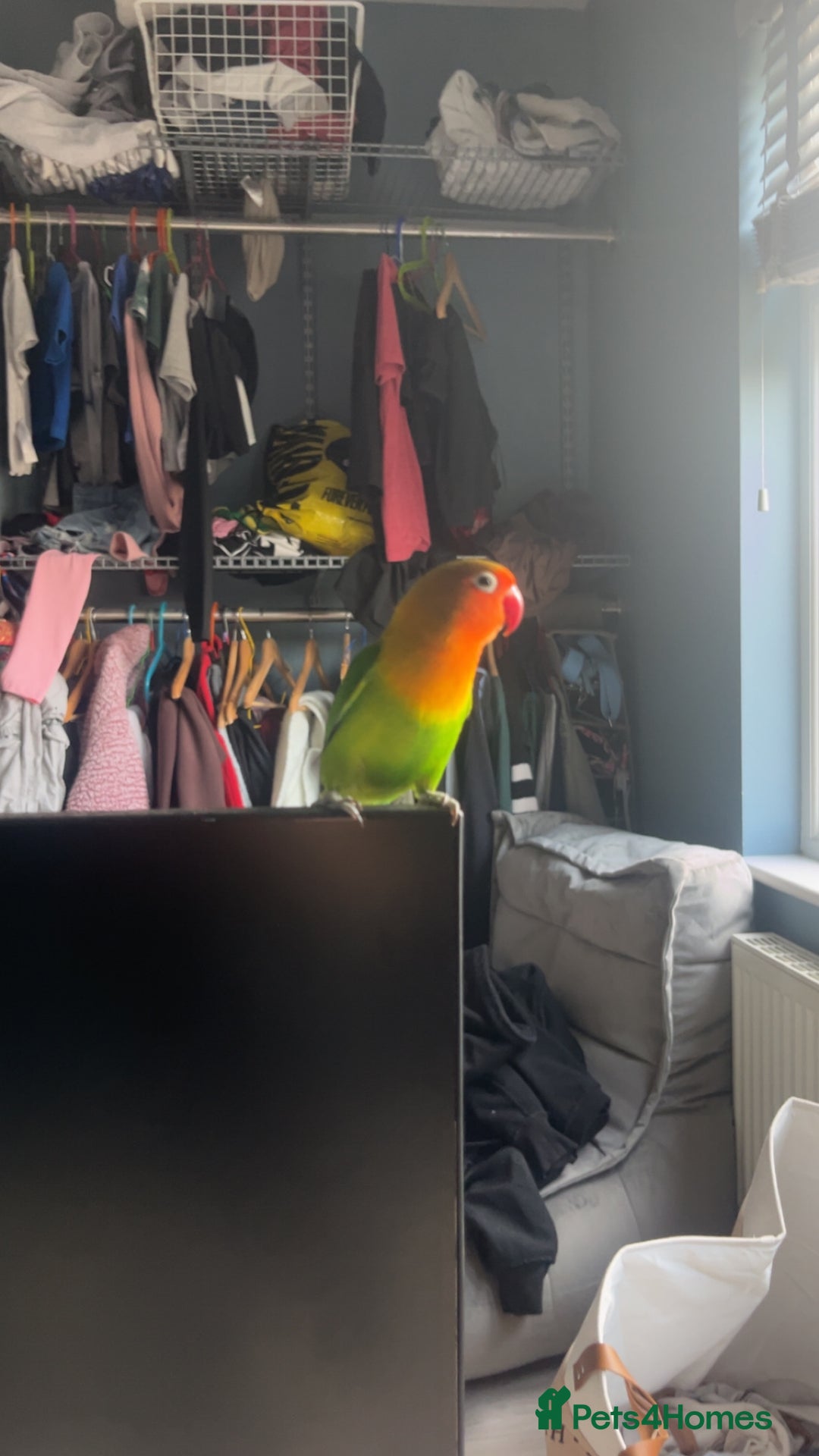 Lovebirds birds for sale: Young female Lovebird for sale - Image 1
