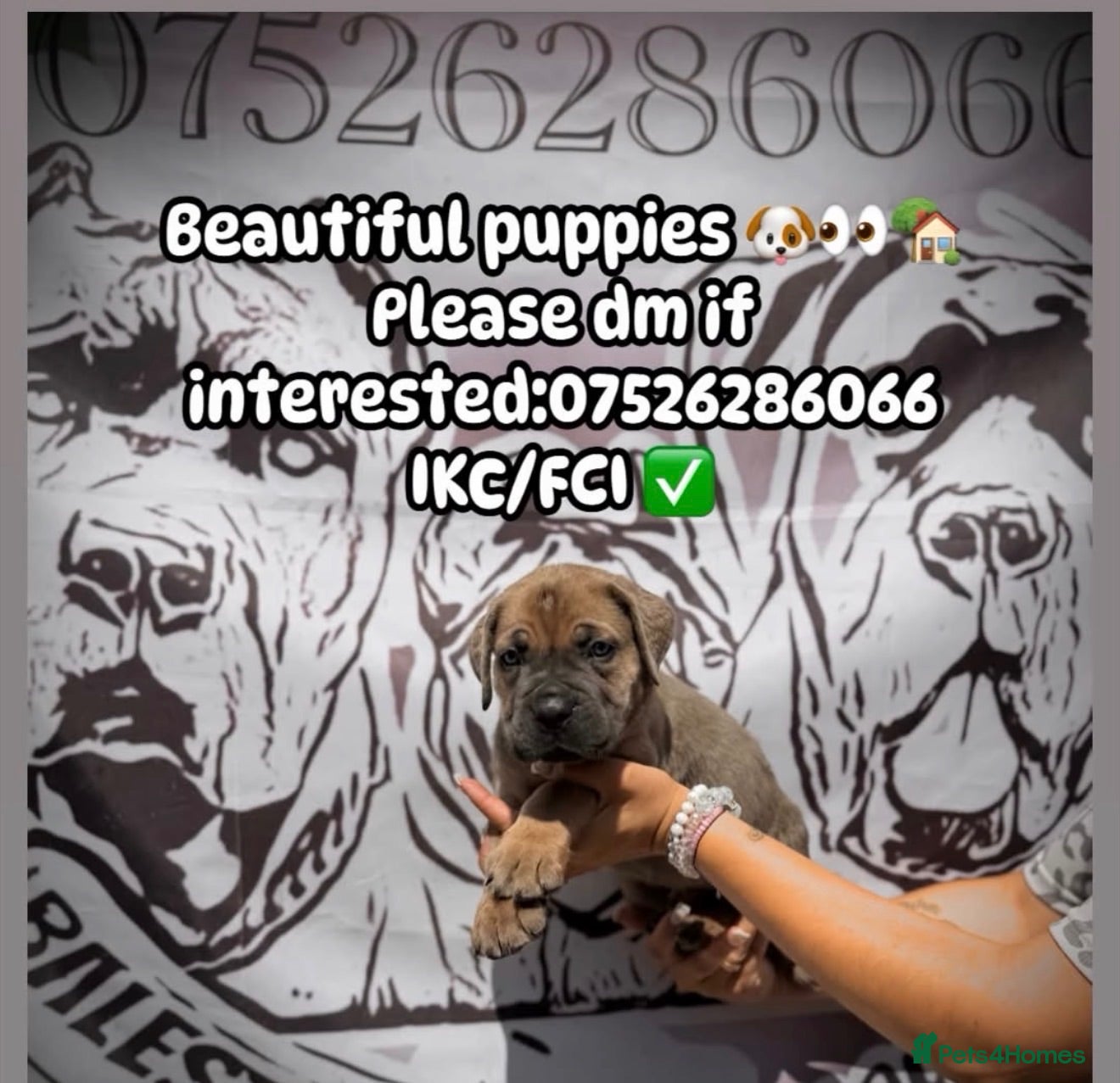 Cane Corso dogs 🐾 LITTER „K” they’re here 🥳 🐾 - Advert 1