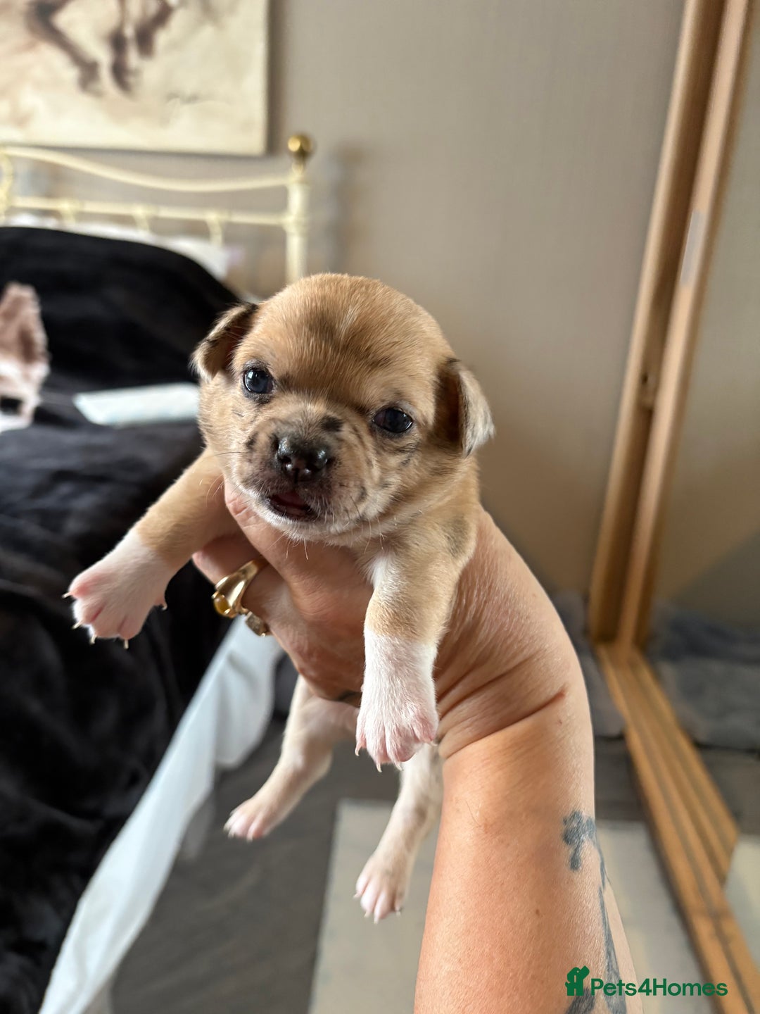 Chihuahua dogs for sale: Puppy’s  - Advert 19