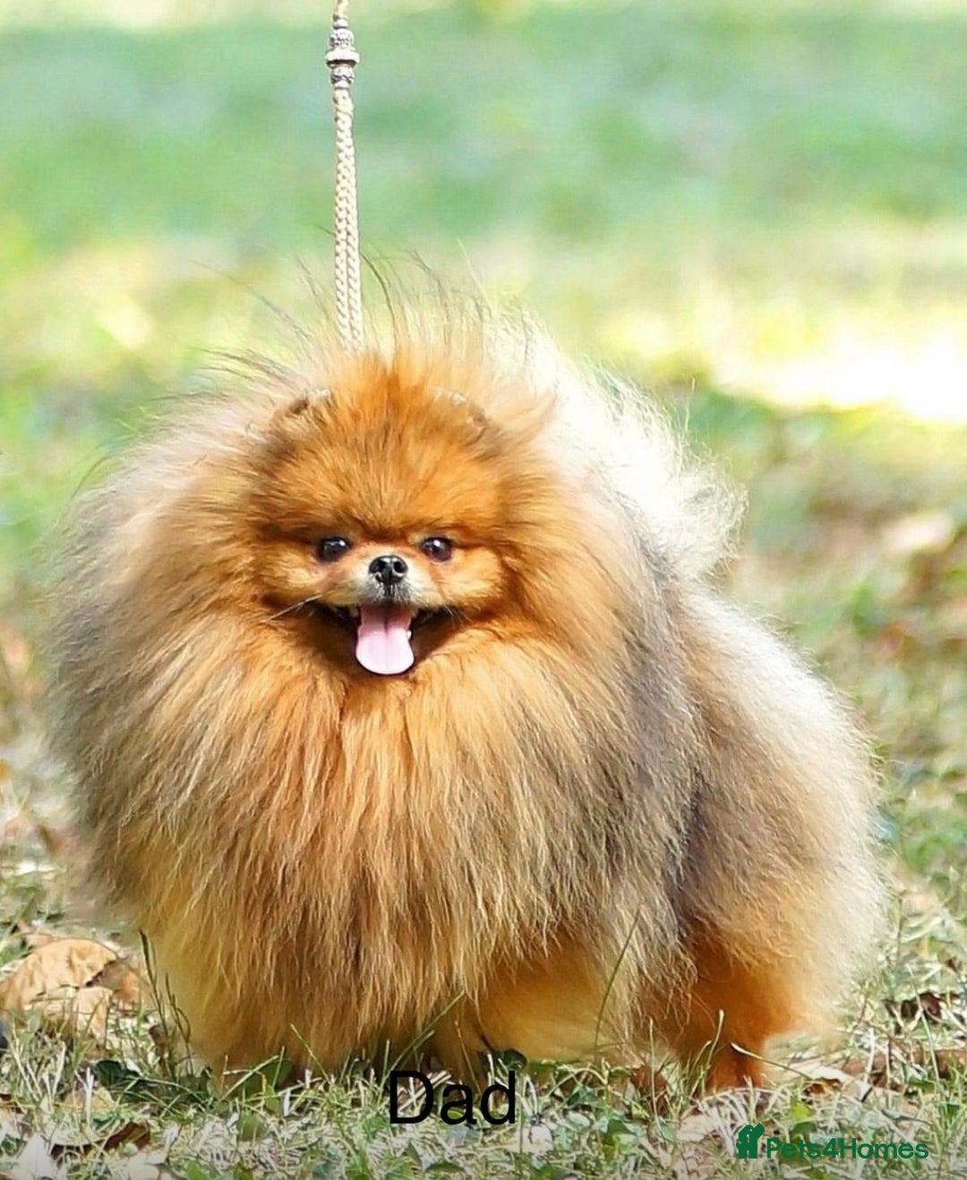 Pomeranian dogs for sale: Beautiful Pomeranian puppies - Advert 12