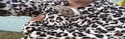 Netherland Dwarf rabbits for sale: Neverland dwarf rabbit called Charlie! in Farnborough - Advert 5