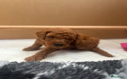 Cavapoo dogs for sale: Fox RED Cavapoo Puppies - Image 28