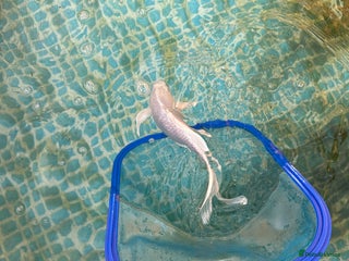 Koi Carp fish - Advert 5