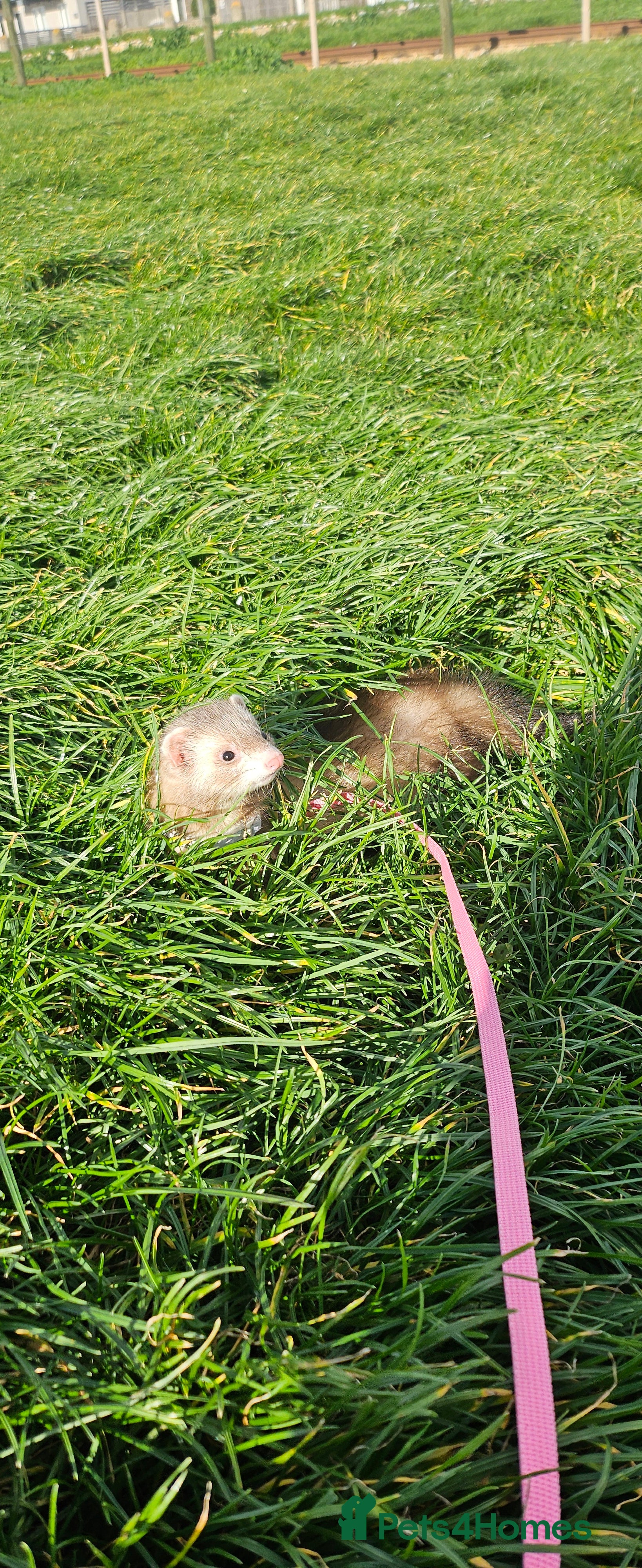 Ferret rodents Rehome 7month lovely little girl - Advert 7