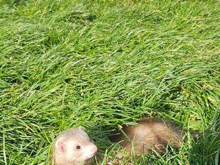 Ferret rodents Rehome 7month lovely little girl - Advert 2