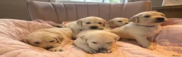 Golden Retriever dogs for sale:     Stunning KC Registered Golden Retriever Pups - Advert 8