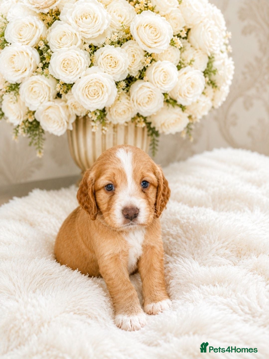 Cocker Spaniel dogs Gorgeous gold working Cocker spaniel pups - Advert 2