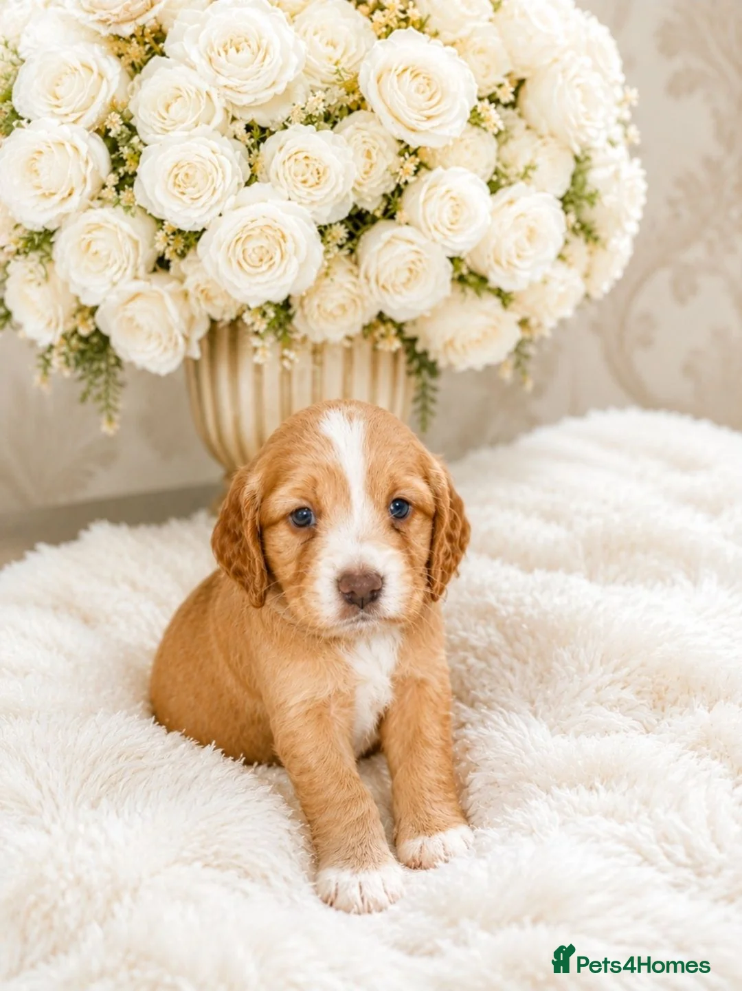 Cocker Spaniel dogs for sale: Gorgeous gold working Cocker spaniel pups - Advert 2