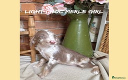 Mixed Breed dogs for sale: ☀️PERFECT POOGLES (beagleXminiature poodle)☀️ in Rhayader - Image 13